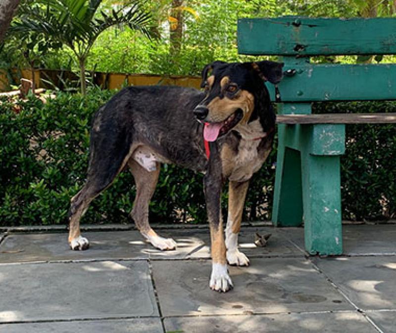 Fisioterapeuta se sensibiliza com cão que viralizou e adota animal