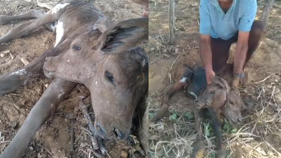 Bezerra nasce com duas cabeças no interior  de Pimenteiras