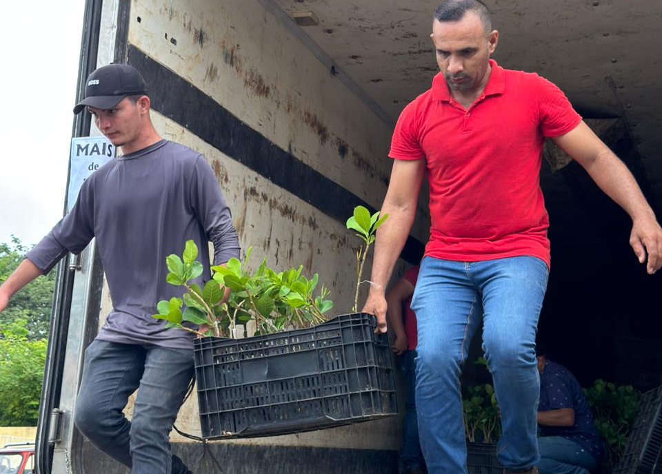 Governo do Piauí inicia distribuição de 400 mil mudas de caju para recuperar áreas